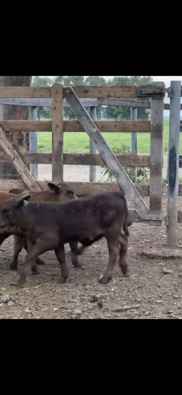 Dana, buzov: Məhsul: Qara və tünd qəhvəyi rəngli buzovlar (ətlik tip) Təsvir: - — 6