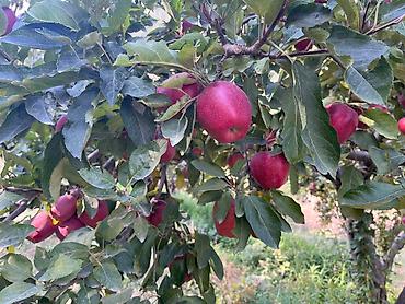 Яблоки: Яблоки Крипсон, Оптом — 3