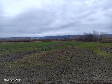 Torpaq sahələrinin satışı: 200 sot, Kənd təsərrüfatı, Texniki pasport — 7