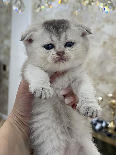 ragdoll pisik: Britan, Dişi — 6