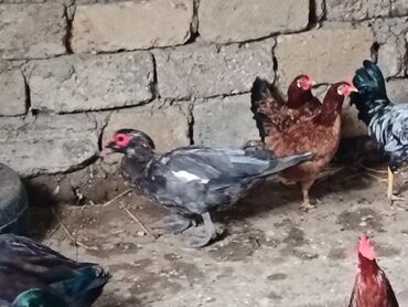 Ördəklər: Satılır: ördək və toyuq/quzuqoyun qarışıq həyət quşları - Növlər — 12
