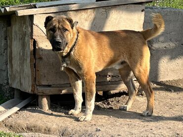 самоед собака: Вязка: Алабай, Самец, 4 года, С прививкой