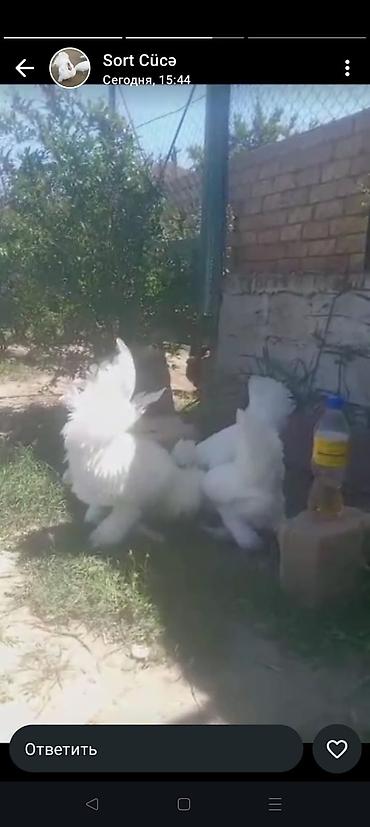 Toyuqlar: Toyuq, Ətlik -da lalafo.az — 13 Toyuqlar: Toyuq, Ətlik — 13