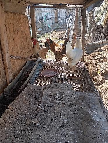 мини собака: Продам семейство японский карликов — 3