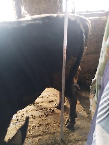 Коровы, быки: Продаю | Бык (самец) | На откорм | Привязанные — 9
