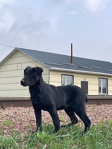 Отдам даром собаку: Собака даром: 3 месяца, Самка — 1