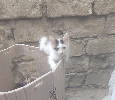 shotland pişik: Yaxşı əllərə — 2