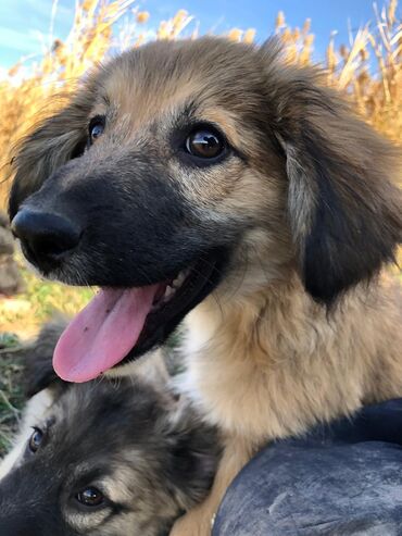 Отдам даром собаку: Щеноки бардер-колли, среднего размера . умные,домашние,мальчики.6 — 5