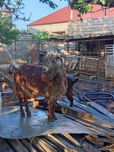 heleb keçileri: 3 ayın kecib erkekdi ana saf qan helebdi atası muruciana — 3