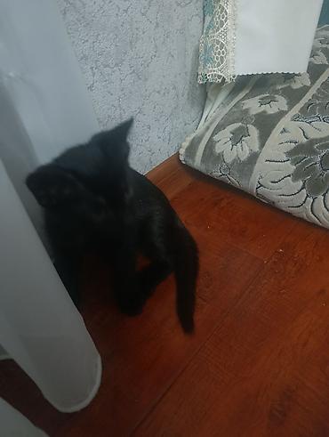 кошк: Котята домашние, окрас черный и черно‑белый (носочки и белая грудка у — 4