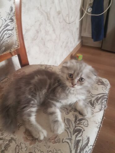 купить домик для кошки недорого: Шотландский вислоухий котенок с пушистой серо-белой шерстью