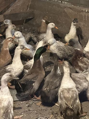 Птицы: Утки 72 головы все крупные — 6