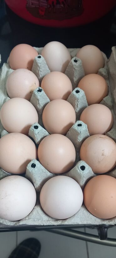 ormari novi sad: Prodajem domaća jaja. Samo okolina Novog Sada.
Jaja su 20 dinara