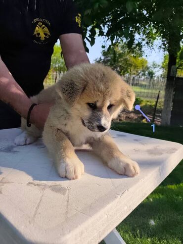Psi: Stenci Akita Inu (Japanska Akita) stari cetiri meseca, vakcinisani i — 2