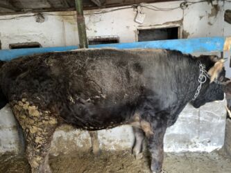 срочно продаю в связи с переездом: Сатам | Бука (эркек) | Швиц | Бордоп семиртүү үчүн, Союуга