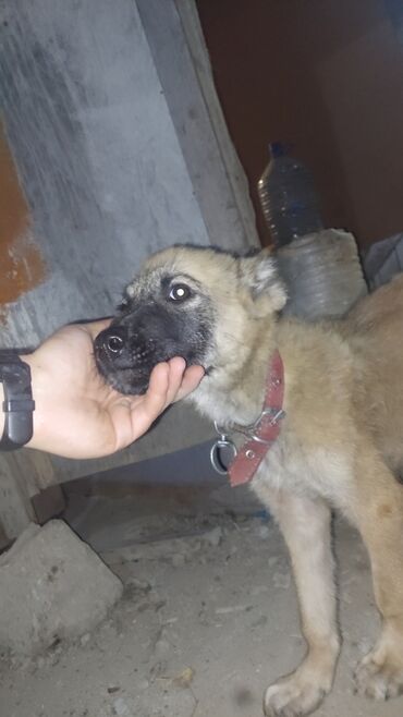 İtlər: Qurdbasar, 3 ay, Erkek