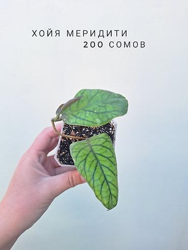 молодая гвардия: 💚 Комнатные растения (детки/молодые растения). 🪴 Названия и цены — 10
