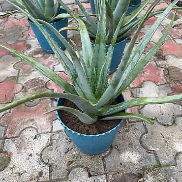 bitki toxumlarinin satisi: Aloe vera Barbadensis növü 4 illik dibçəklər endirimli qiymətlə həm — 4