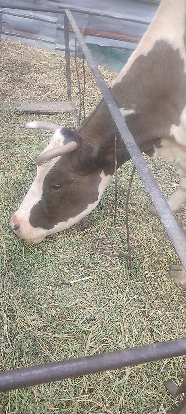 Продаю | Корова (самка) | Для молока