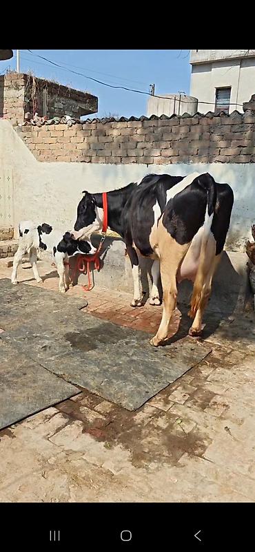Inəklər, öküzlər: Holşteyn (qara-ağ) inək – buzovla birlikdə - Cins: Holşteyn, qara-ağ -da lalafo.az — 3 Inəklər, öküzlər: Holşteyn (qara-ağ) inək – buzovla birlikdə - Cins: Holşteyn, qara-ağ — 3