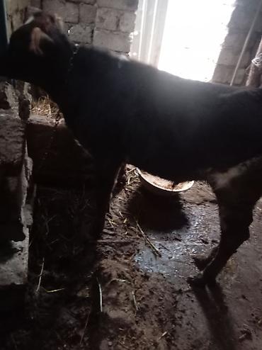 labrador retriever satilir: Cins danadir esil saxlanmalidir tecili pul lazimdir ona gore satiram — 2