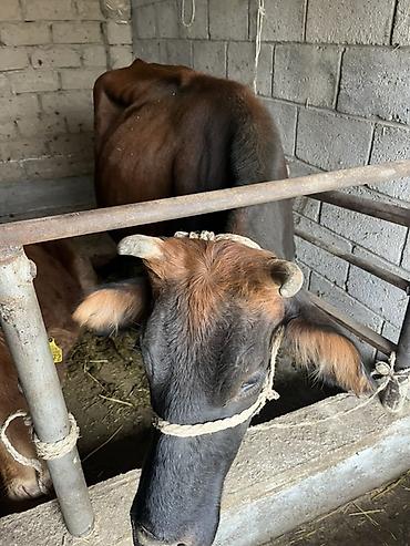 Коровы, быки: Продаю | Корова (самка) | Для молока | Привязанные — 2