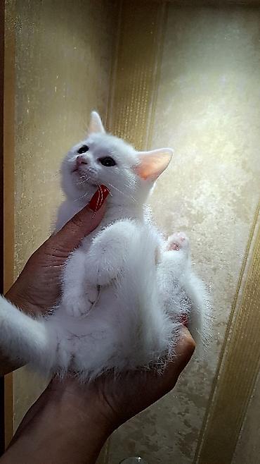 jersey cinsi: Ağ rəngli balaca pişik – ev heyvanı - Rəng: tam ağ, yumşaq tüklü - — 9