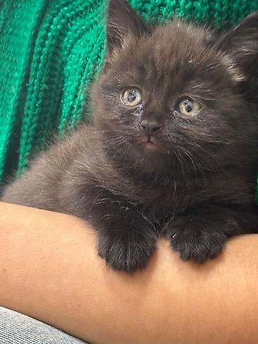 Pişiklər: Britan — 6