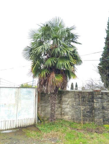 Ev və bağ: 6 metr hündürlükdə palma ağaci satılır
qiymətdə razılaşmaq olar