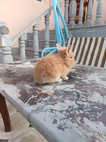 balaca dovşan: Mini lop dovşan ünvan saray polis bölmesi teref - Cins: dekorativ — 2