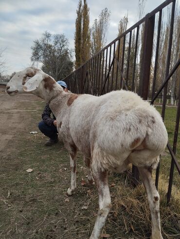 показы 1 354 72 договорная кошка даром британская короткошёрстная 1 год мальчик метис 2 позвонить написать: Продаю | Овца (самка) | На забой