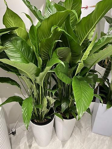 Другие комнатные растения: Женское счастье гигант сорт По городу доставка бесплатно Крупные — 1