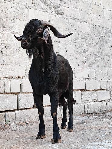 mal bazari: Qara rəngli erkək keçi - Növ: Erkək keçi (teke) - Rəng: Tam qara - — 1
