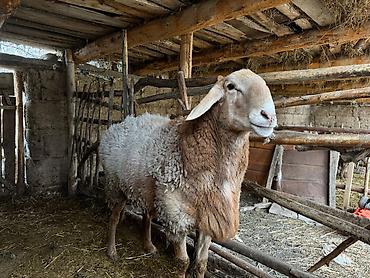 Баран, овца: Продаю | Овца (самка) | Для разведения | Племенные — 1