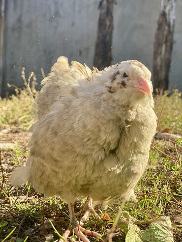 седло спортивный: Здоровые, активные перепела 🐣 Кормлю только качественным зерном 🌾
