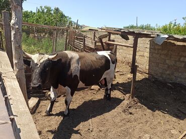 tap az inekler: Erkək, Holsteyn, Simental, il: 2, 380 kq, Damazlıq, Ətlik, Ünvandan götürmə