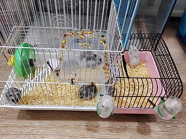 Gəmiricilər: Xamyak cunqarik bir cut ag vəya boz: Bir qəfəs bir kq yem iki aylıq — 8