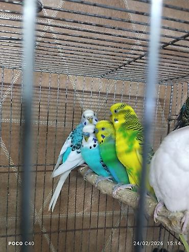 Quşlar: Cexdən dönmədi hamsi Tutuqusu Məhsul: Dalmatian, opalin, çoxrəngli və — 2