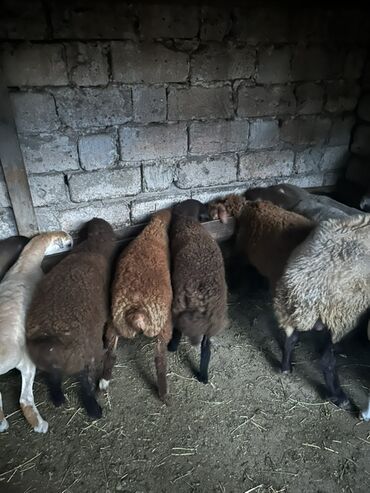 Коровы, быки: 4 balla 2 ana balanın 3 dişi 1 erkəy