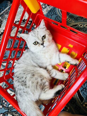 бенгальский кот домашний: Продается котёнок 4 мес Скотиш страйт чистокровный с Связи
