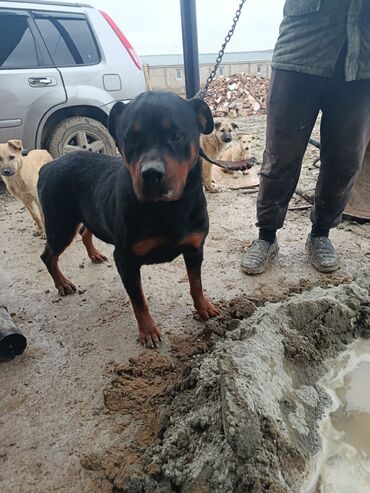 İtlər: Doberman, 2 il — 2