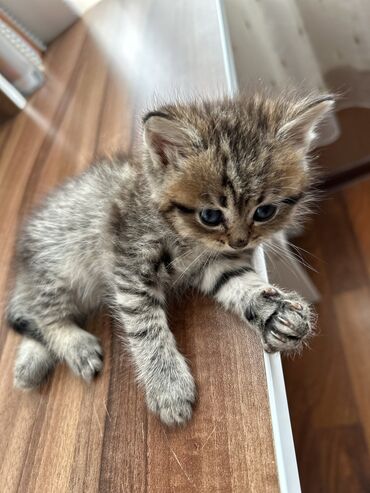 Pişiklər: Şinşilla -da lalafo.az — 12 Pişiklər: Şinşilla — 12