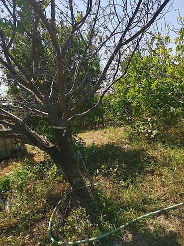 estel sumqayit: 7 sot, Kənd təsərrüfatı, Mülkiyyətçi, Kupça (Çıxarış) — 5