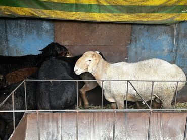 бараны гисар: Продаю | Овца (самка), Ягненок, Баран (самец) | На забой, Для разведения, Для шерсти