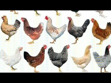 Коровы, быки: Курица, Для разведения, Самовывоз, Платная доставка, Доставка в районы