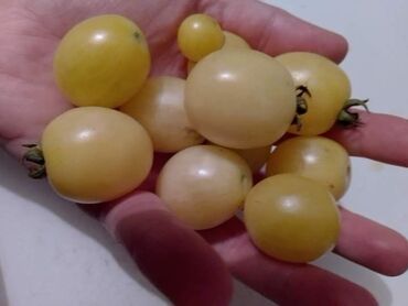 Semena i sadnice: Seme paradajza! Crveni jabučar Žuti jabučar Narandžasti jabučar — 13