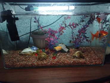 рыбы в аквариуме: Продаю аквариум с рыбками 30л есть подсветка, фильтр для воды