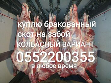 Животные - Сокулук: Куплю самовывозом в колбасный цех
в любом виде в любое время