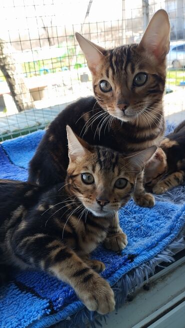 Коты: Бенгальские котята. чистокровные 
2 мальчика и 1 девочка