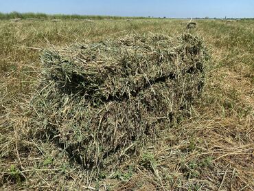 пшеница на корм: Продаю тюки клевера первый кос с доставкой по Панфиловскому району